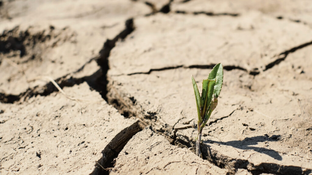 green sprout with dry cracked earth, ecology problems, earth protection, soft selective focus