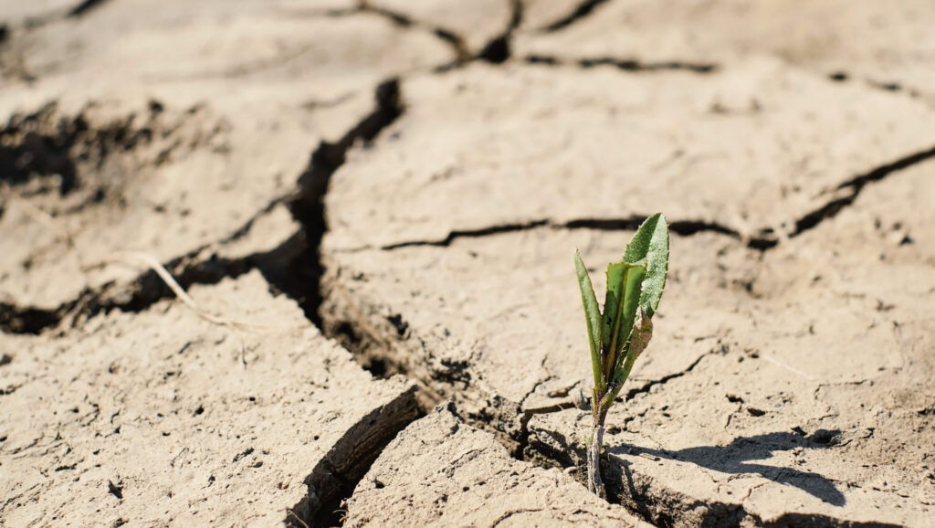 green sprout with dry cracked earth, ecology problems, earth protection, soft selective focus